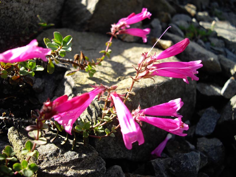 Penstemon newberryi photo